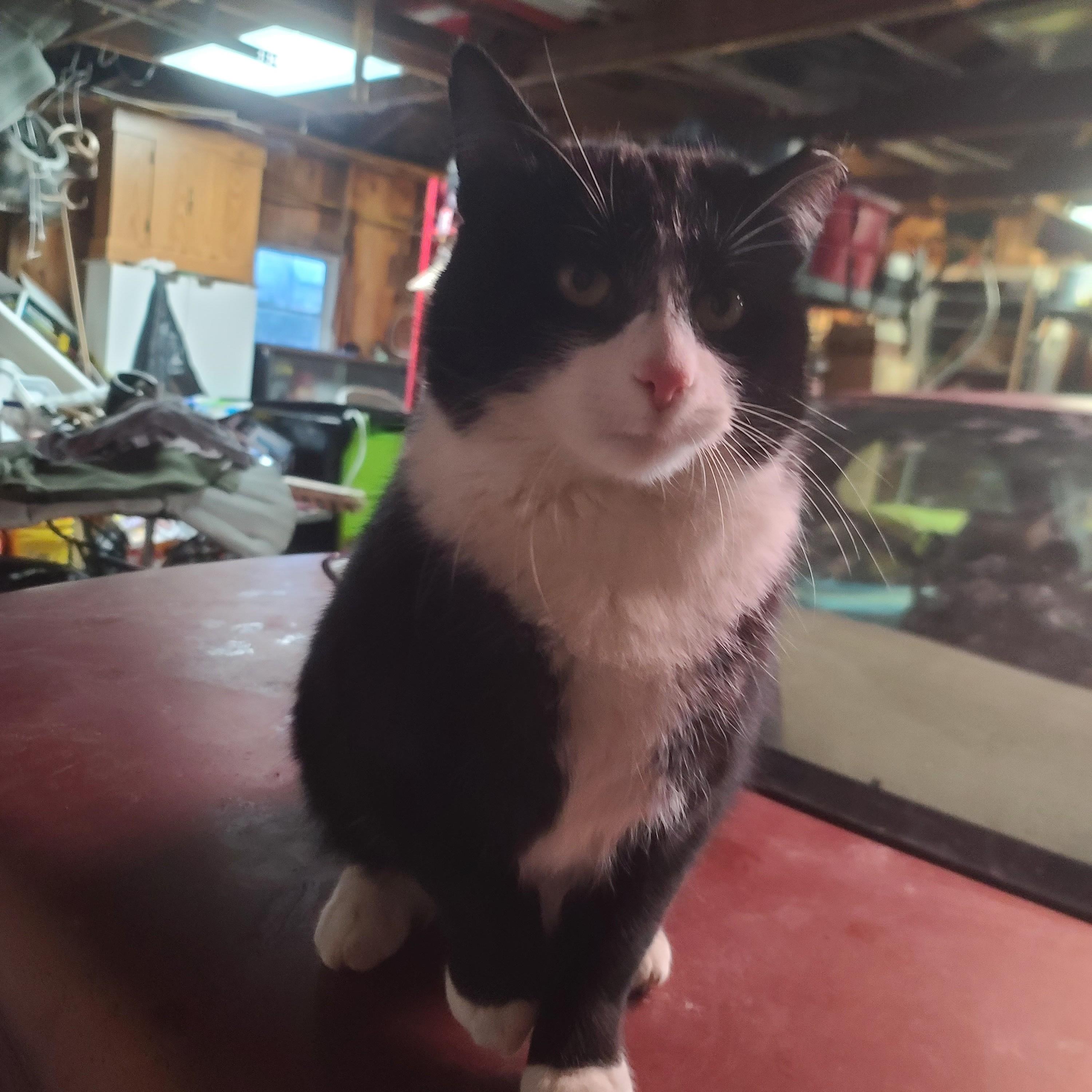 Enlarge Sylvester Courtesy Listing, a ADOPTABLE Domestic Short Hair in Midland, MI image 3/5