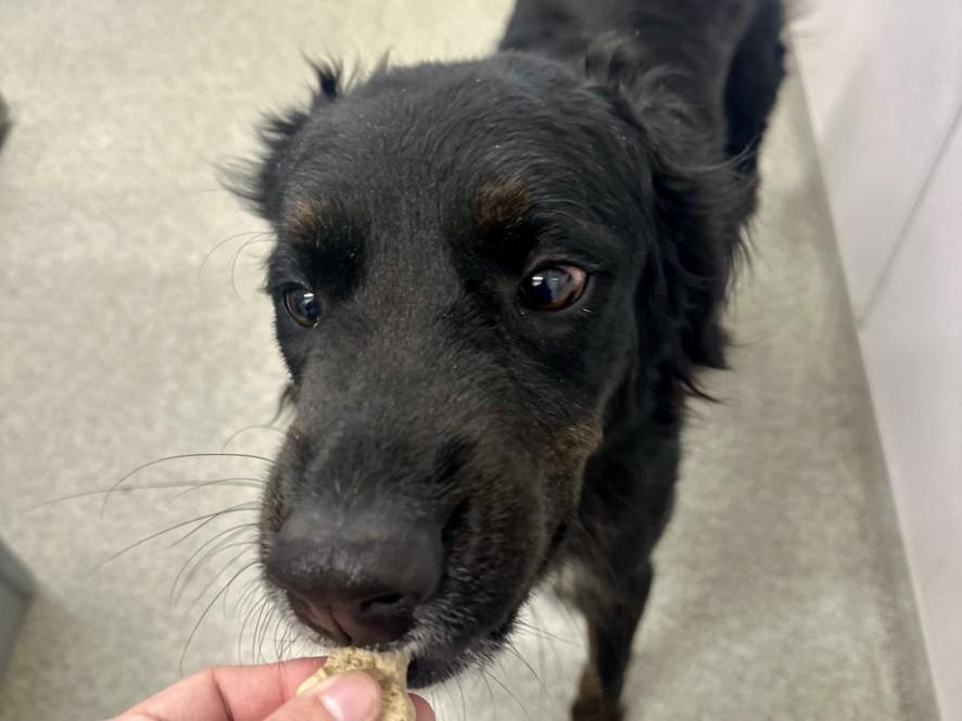 ZIGGY, Adoptable, Young Male Border Collie & Golden Retriever.
