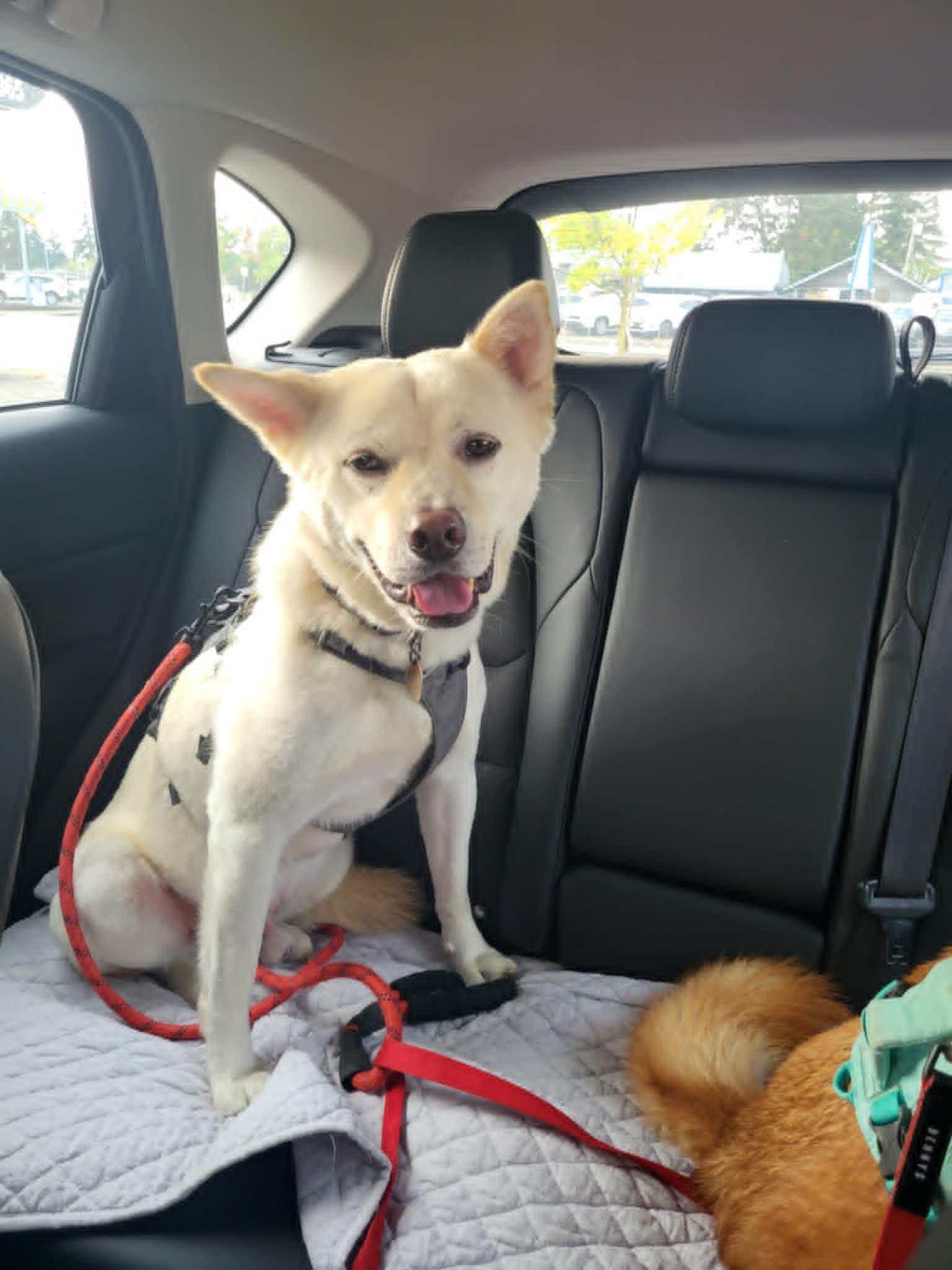 Leo, Adoptable, Adult Male Jindo.