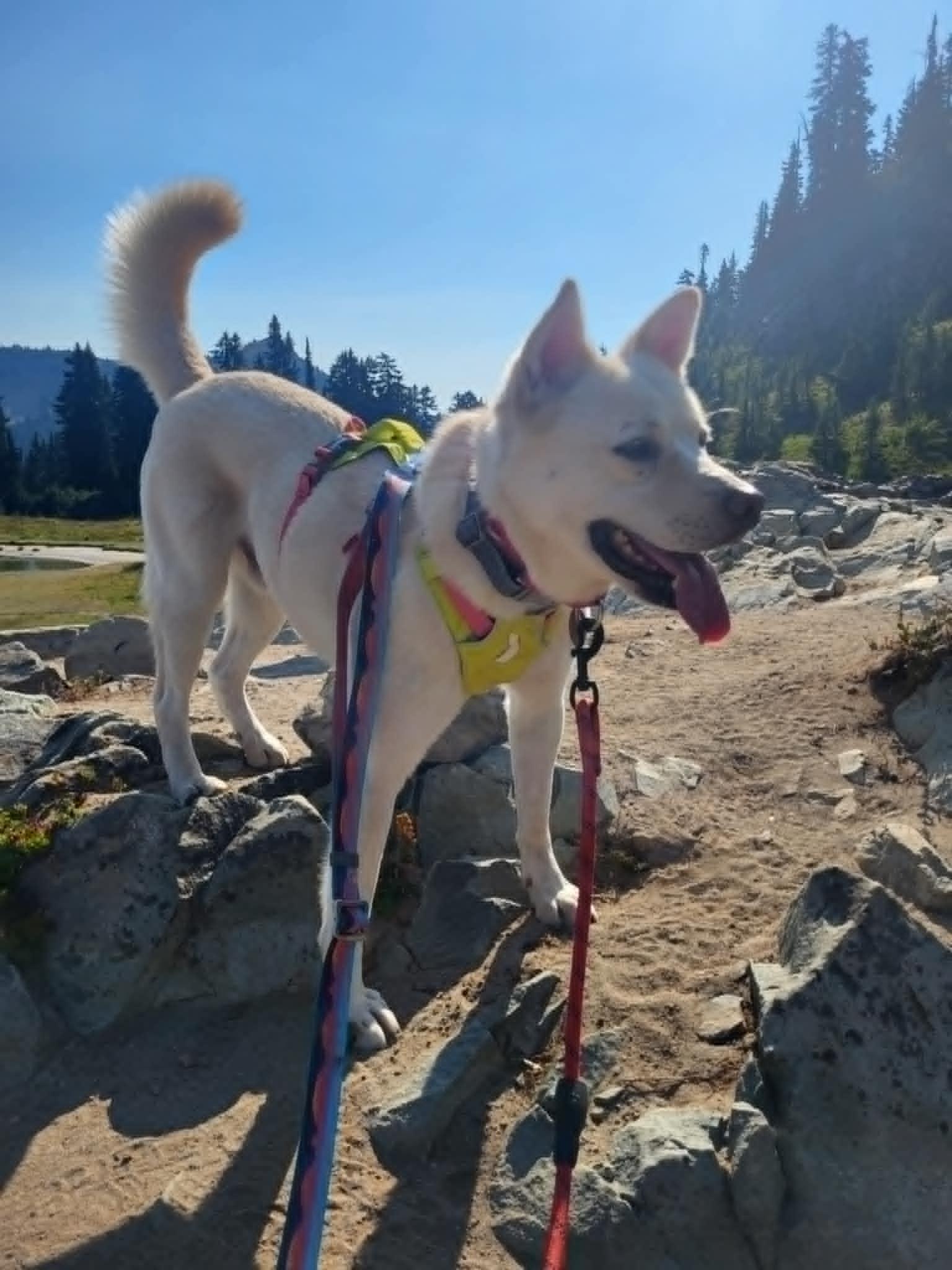 Leo, Adoptable, Adult Male Jindo.