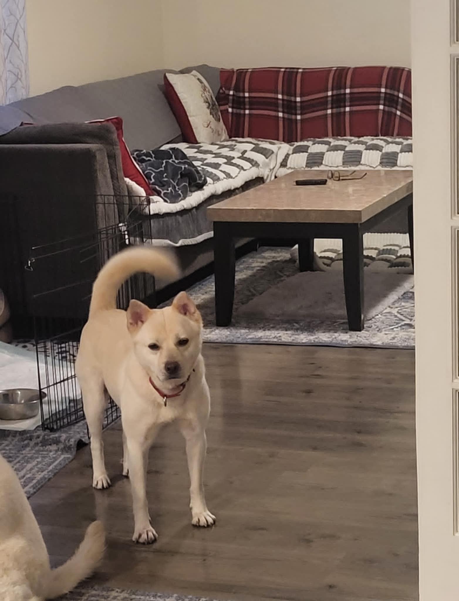 Enlarge Leo, a Adoptable mixed breed in Puyallup, WA image 3/3