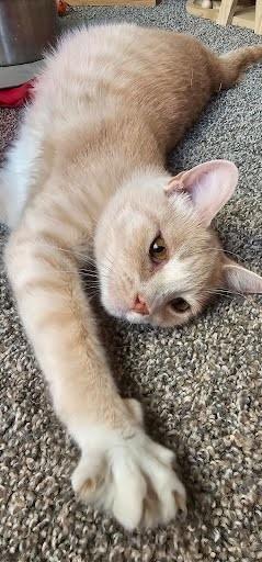 Mama, Adopted, Adult Female Domestic Short Hair.