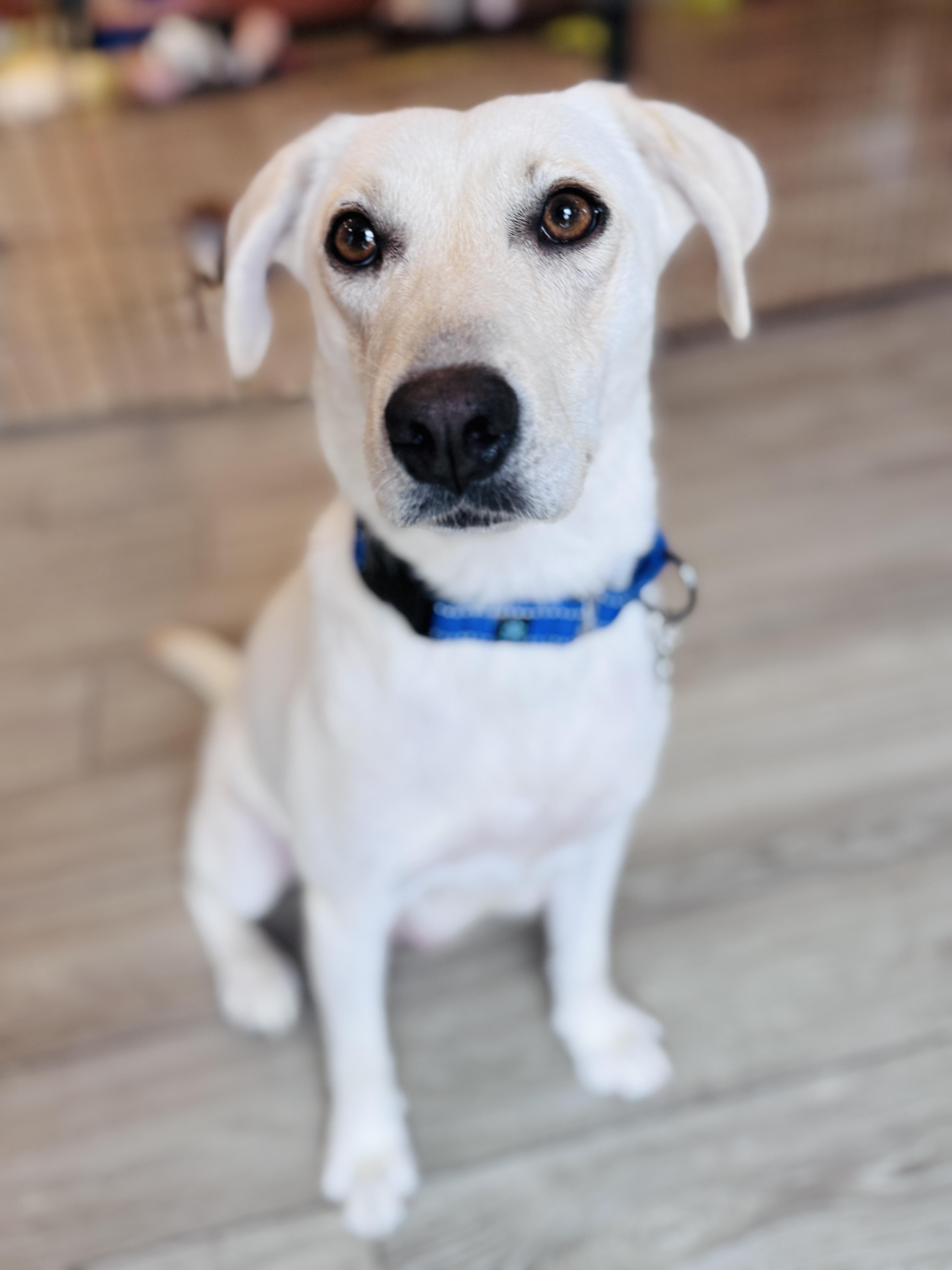 Enlarge Nilla, a Adoptable mixed breed in Palatine, IL image 2/6
