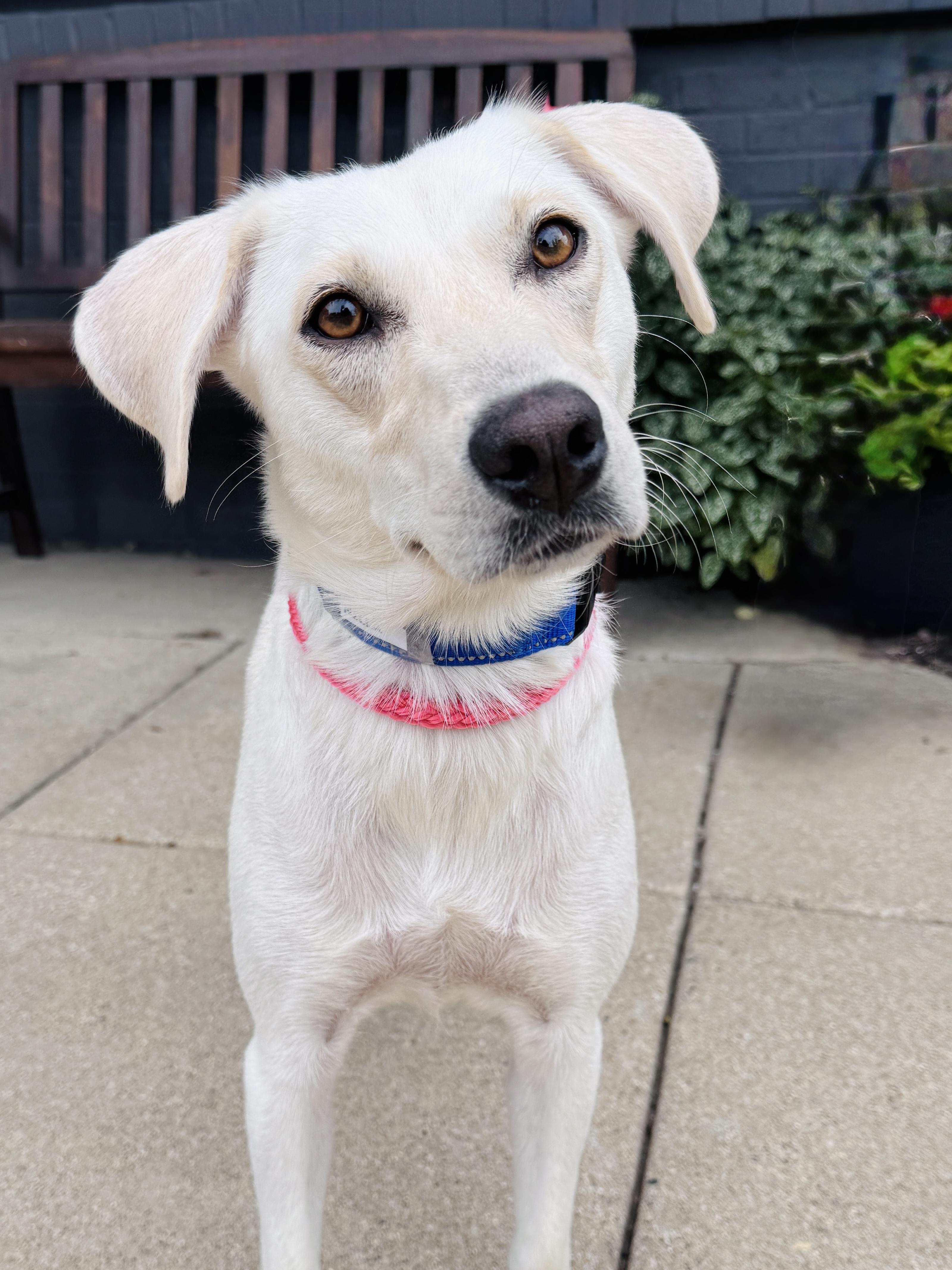 Enlarge Nilla, a Adoptable mixed breed in Palatine, IL image 4/6
