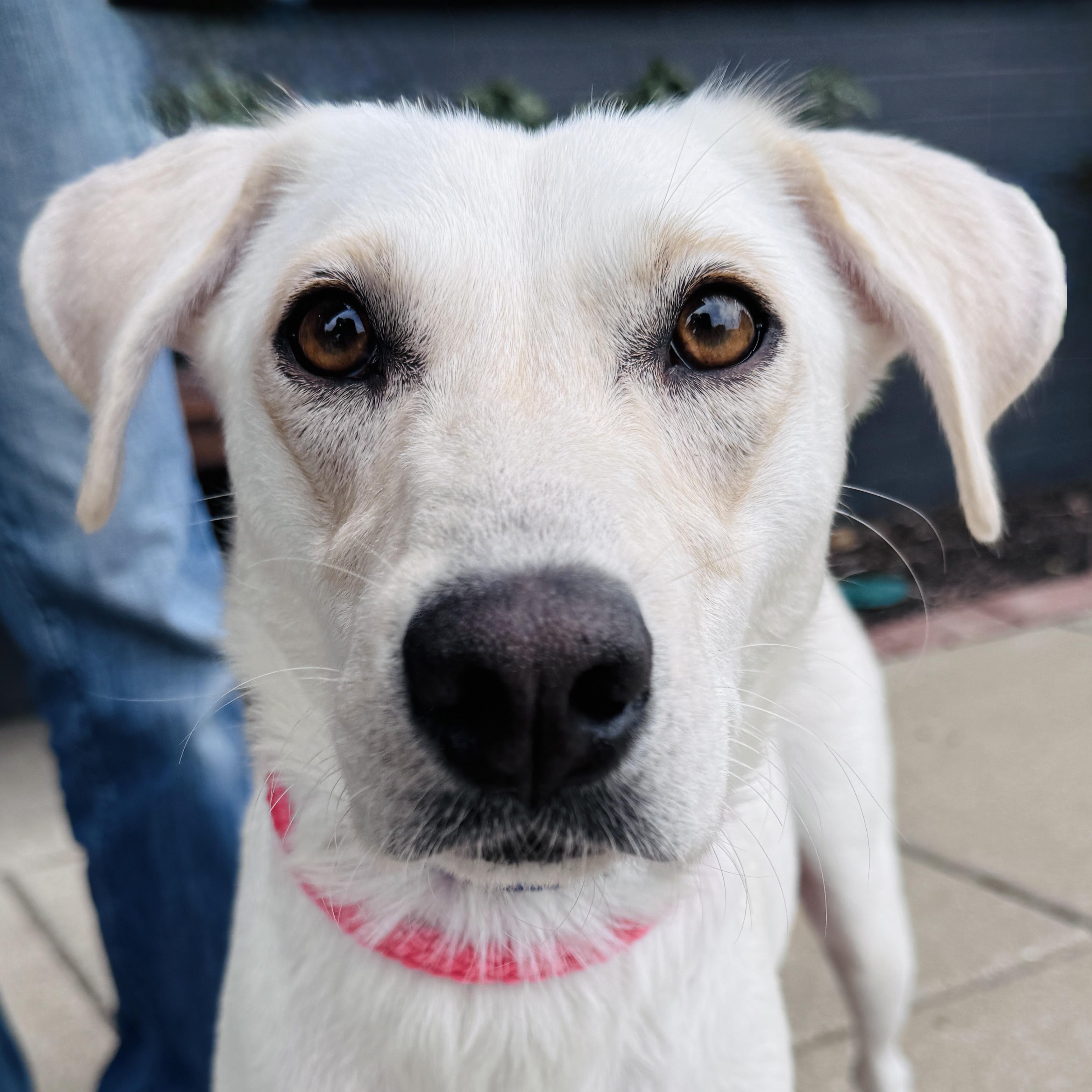Nilla, Adoptable, Young Female Retriever & Mixed Breed.