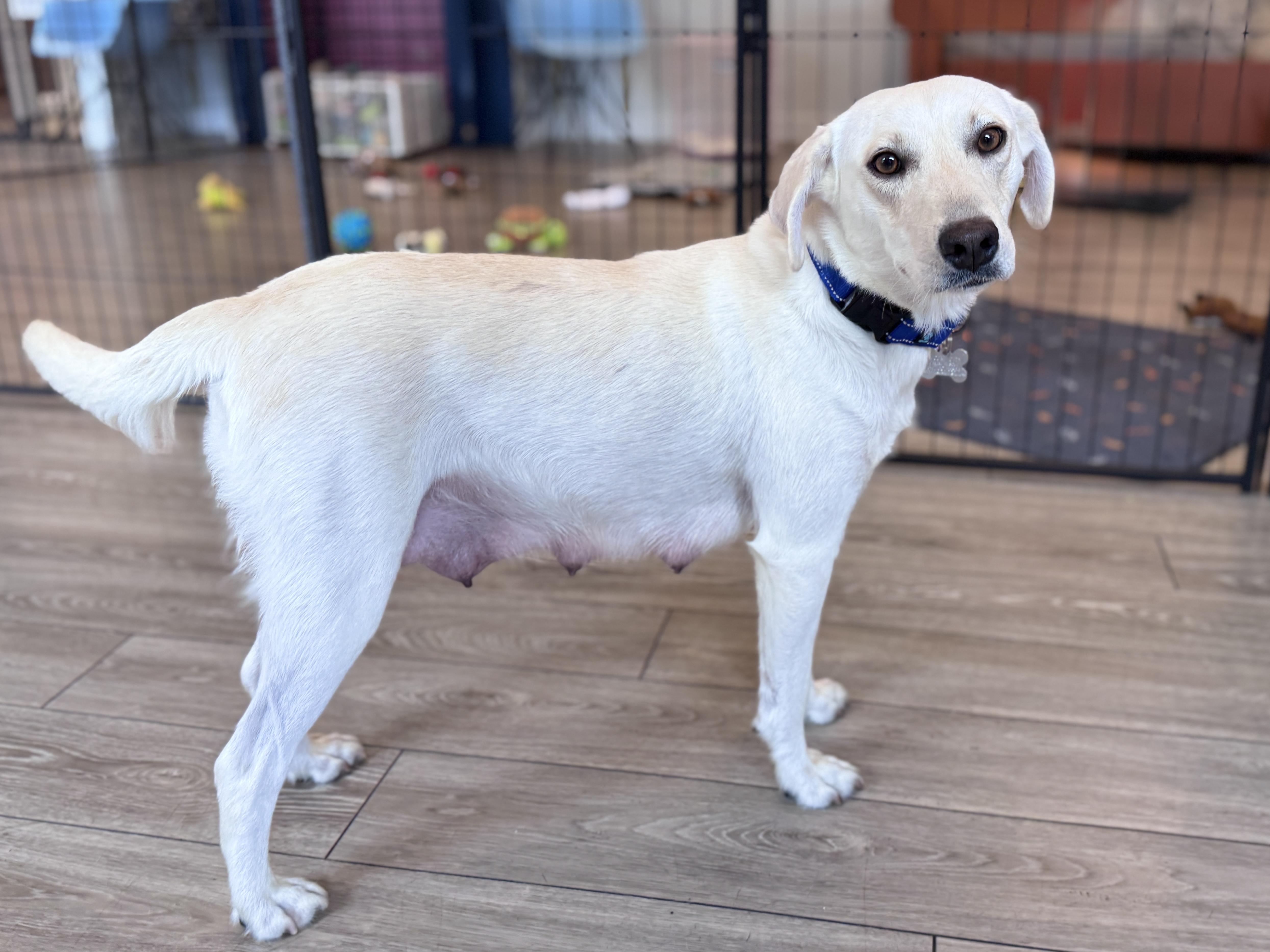 Enlarge Nilla, a Adoptable mixed breed in Palatine, IL image 3/6