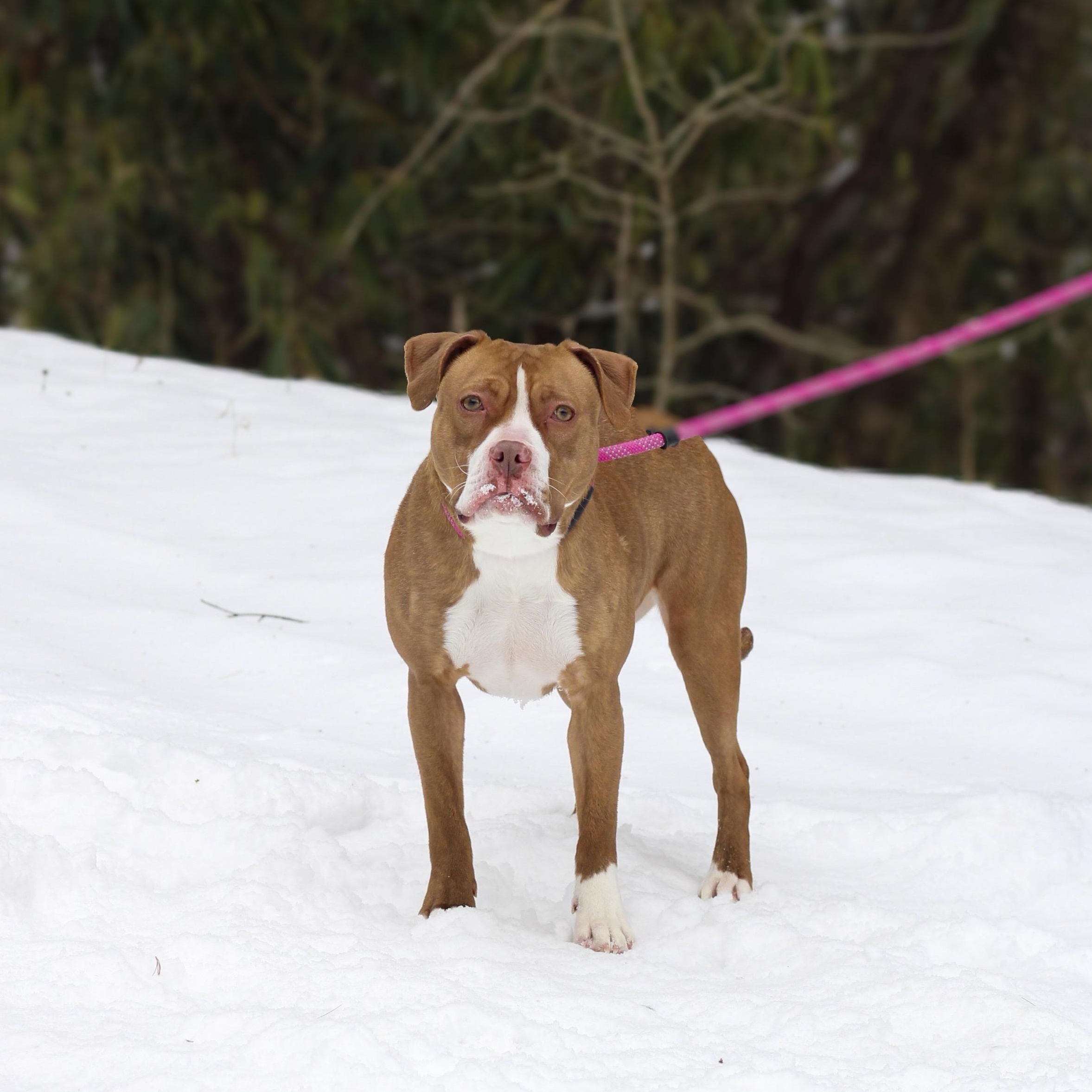 Enlarge Ruby, an adopted mixed breed in Mountain City, TN image 1/1