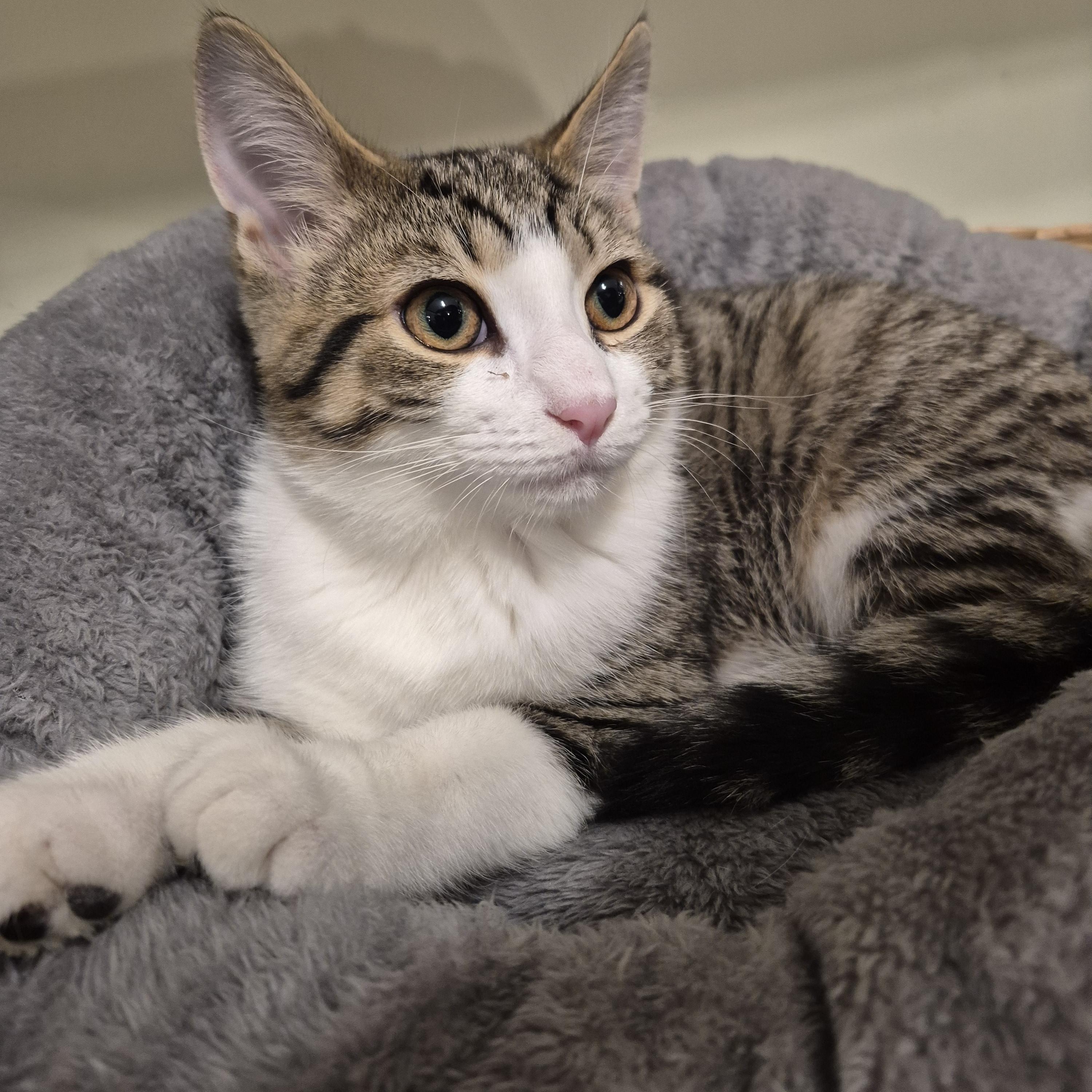 Enlarge Mochi, an adopted Tabby in Verdun, QC image 1/1