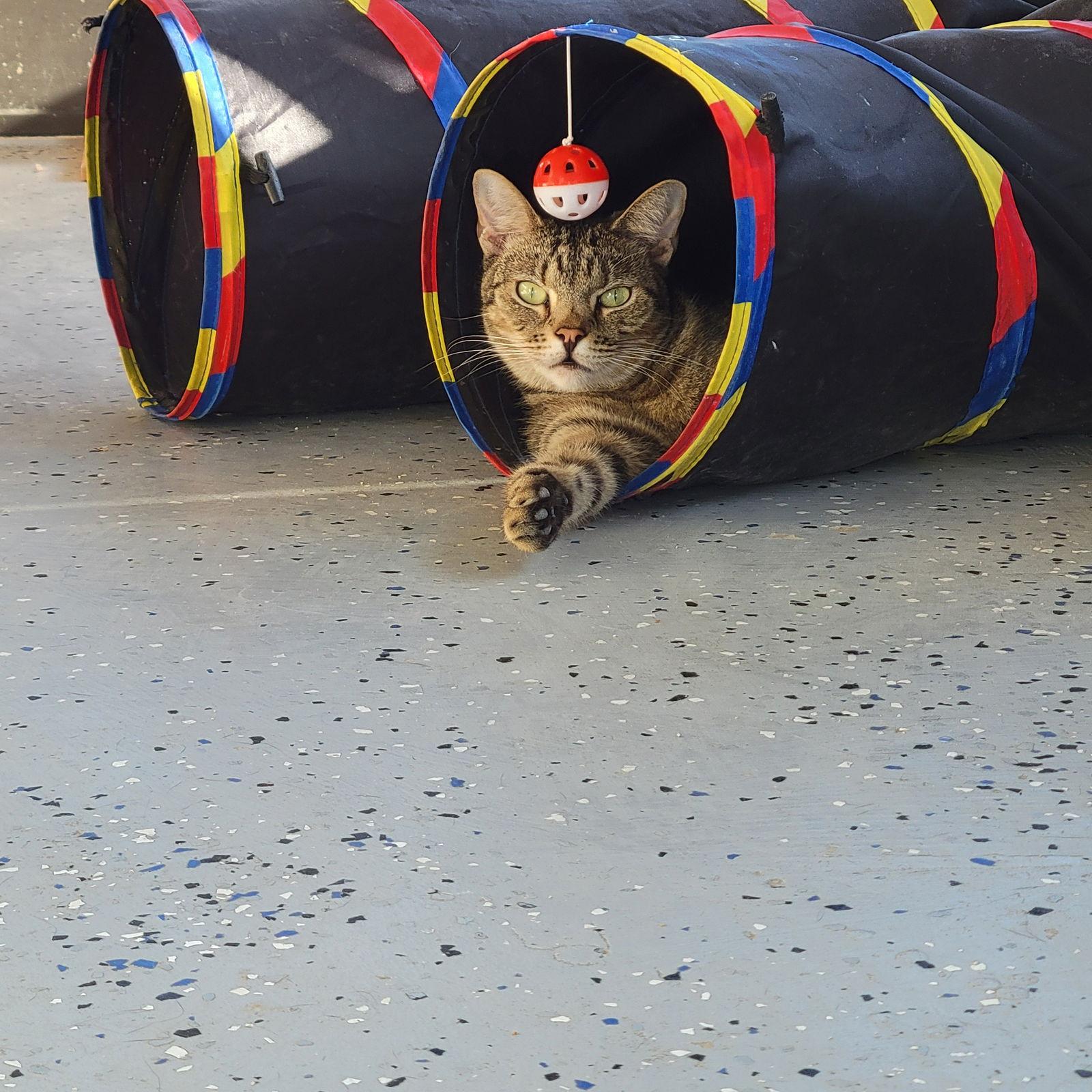 Ralph, Adoptable, Adult Male Domestic Short Hair & Tabby.