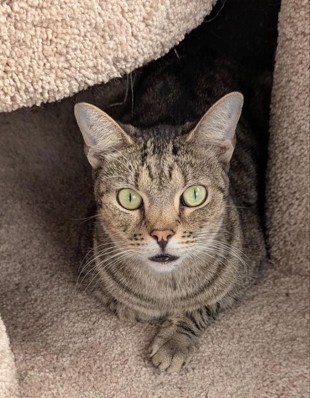 Enlarge Ralph, a Adoptable mixed breed in Ocala, FL image 2/6