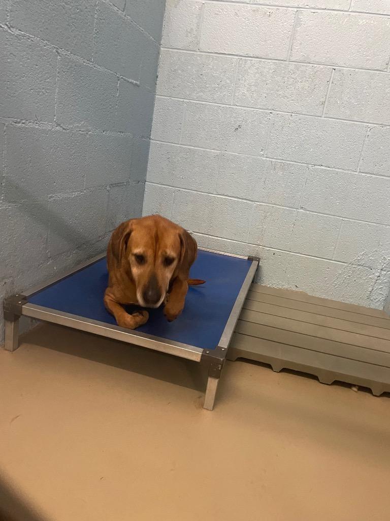 Enlarge Shell, a Adoptable mixed breed in Blountville, TN image 1/4