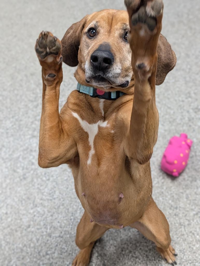 Enlarge Shell, a Adoptable mixed breed in Blountville, TN image 2/4