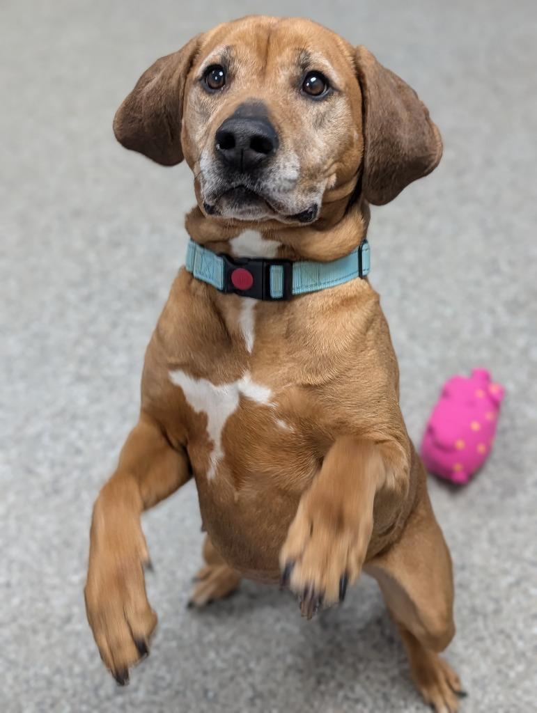 Enlarge Shell, a Adoptable mixed breed in Blountville, TN image 3/4