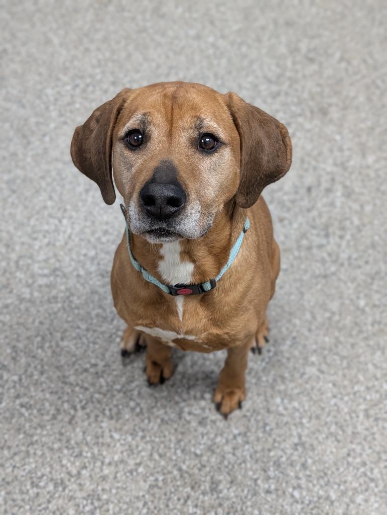 Enlarge Shell, a Adoptable mixed breed in Blountville, TN image 4/4