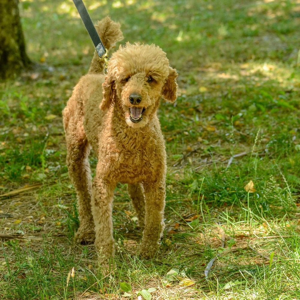Mia, Adoptable, Adult Female Poodle.