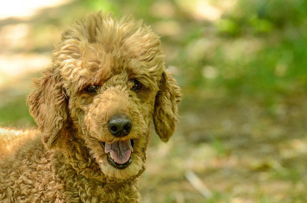 Enlarge Mia, a Adoptable Poodle in Brick, NJ image 2/3