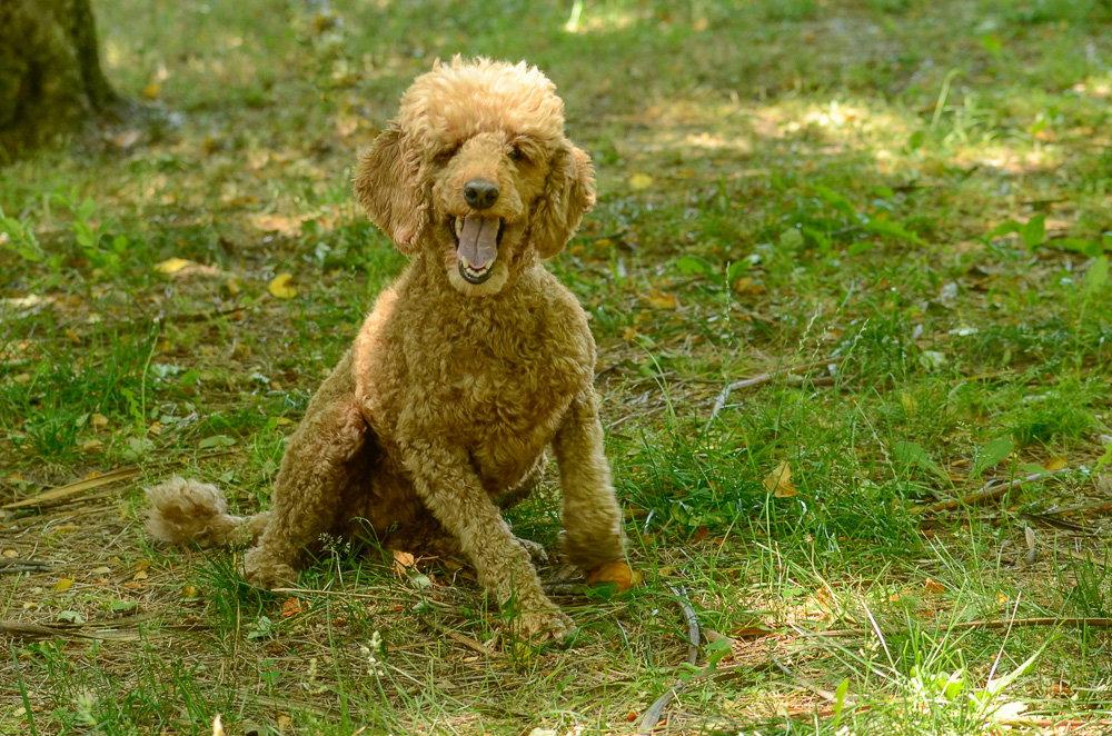 Enlarge Mia, a Adoptable Poodle in Brick, NJ image 3/3