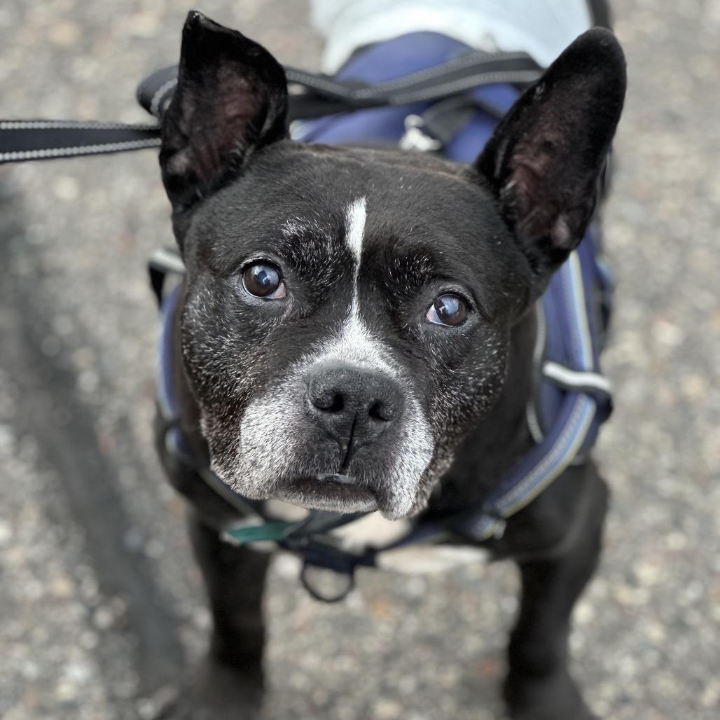 Enlarge Leonard, a Adoptable mixed breed in St Paul, MN image 1/6