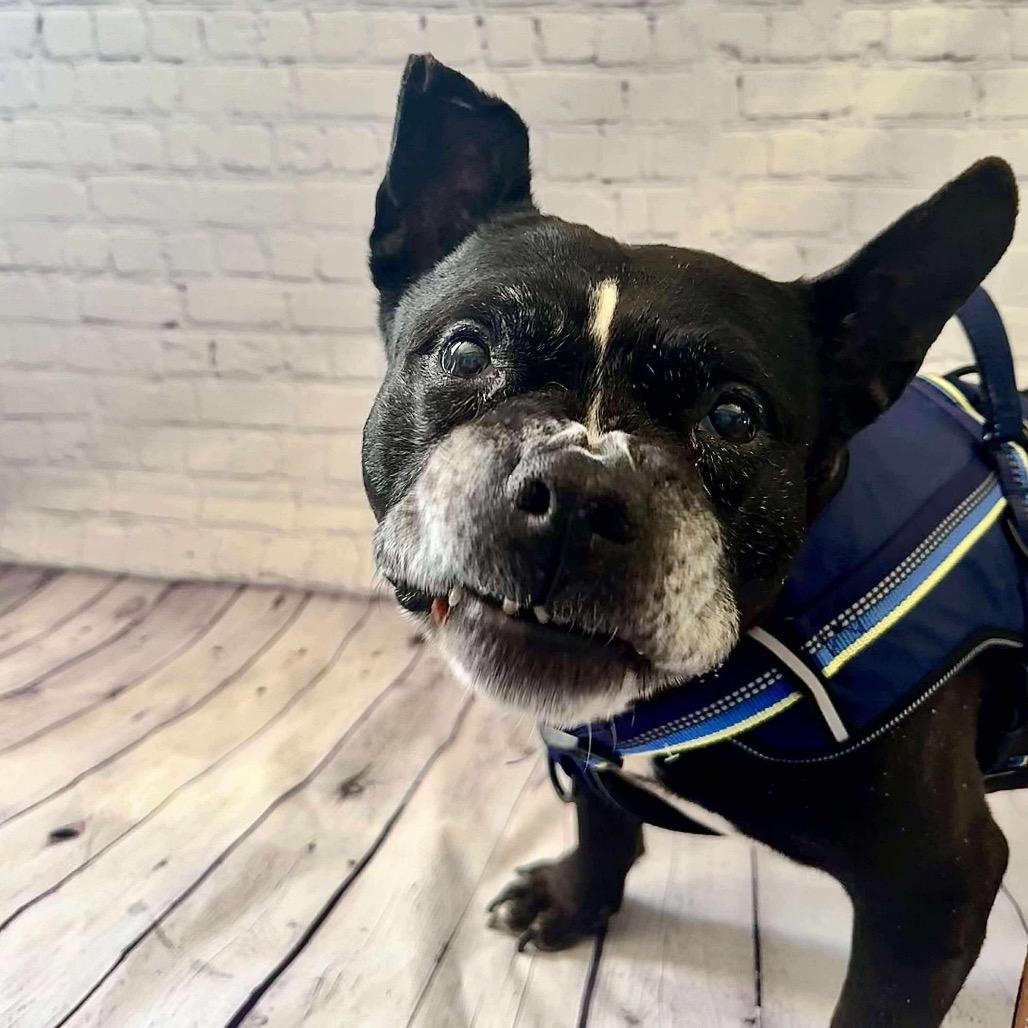 Leonard, a Adoptable mixed breed in Brainerd, MN image 1/6