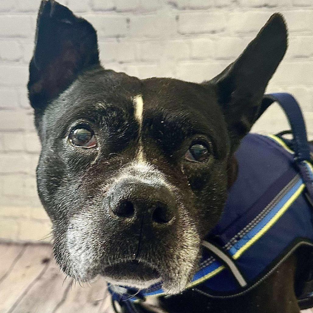 Leonard, a Adoptable mixed breed in Brainerd, MN image 2/6