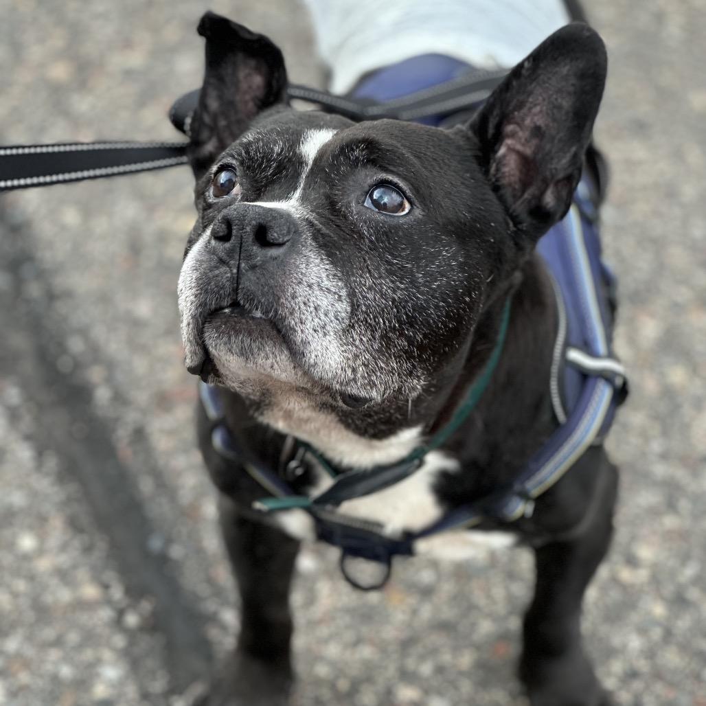 Leonard, a Adoptable mixed breed in Brainerd, MN image 3/6