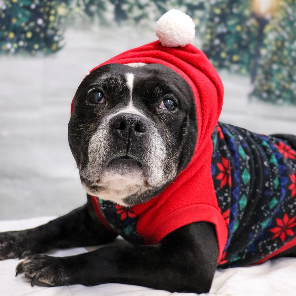 Leonard, a Adoptable mixed breed in Brainerd, MN image 4/6