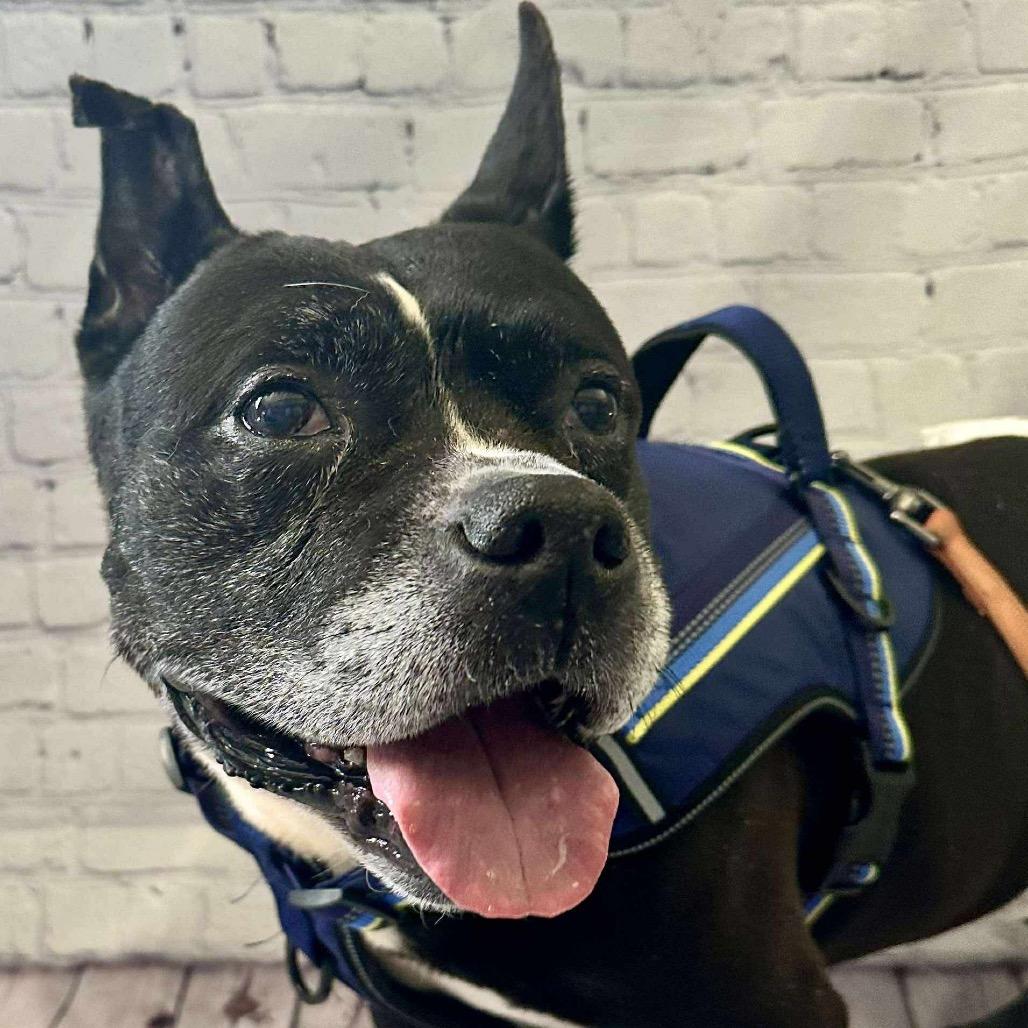 Leonard, a Adoptable mixed breed in Brainerd, MN image 5/6