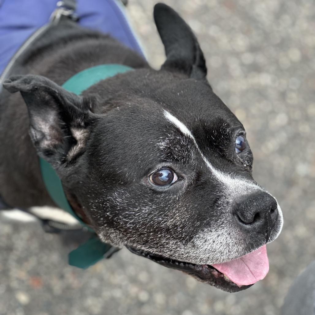 Leonard, a Adoptable mixed breed in Brainerd, MN image 6/6