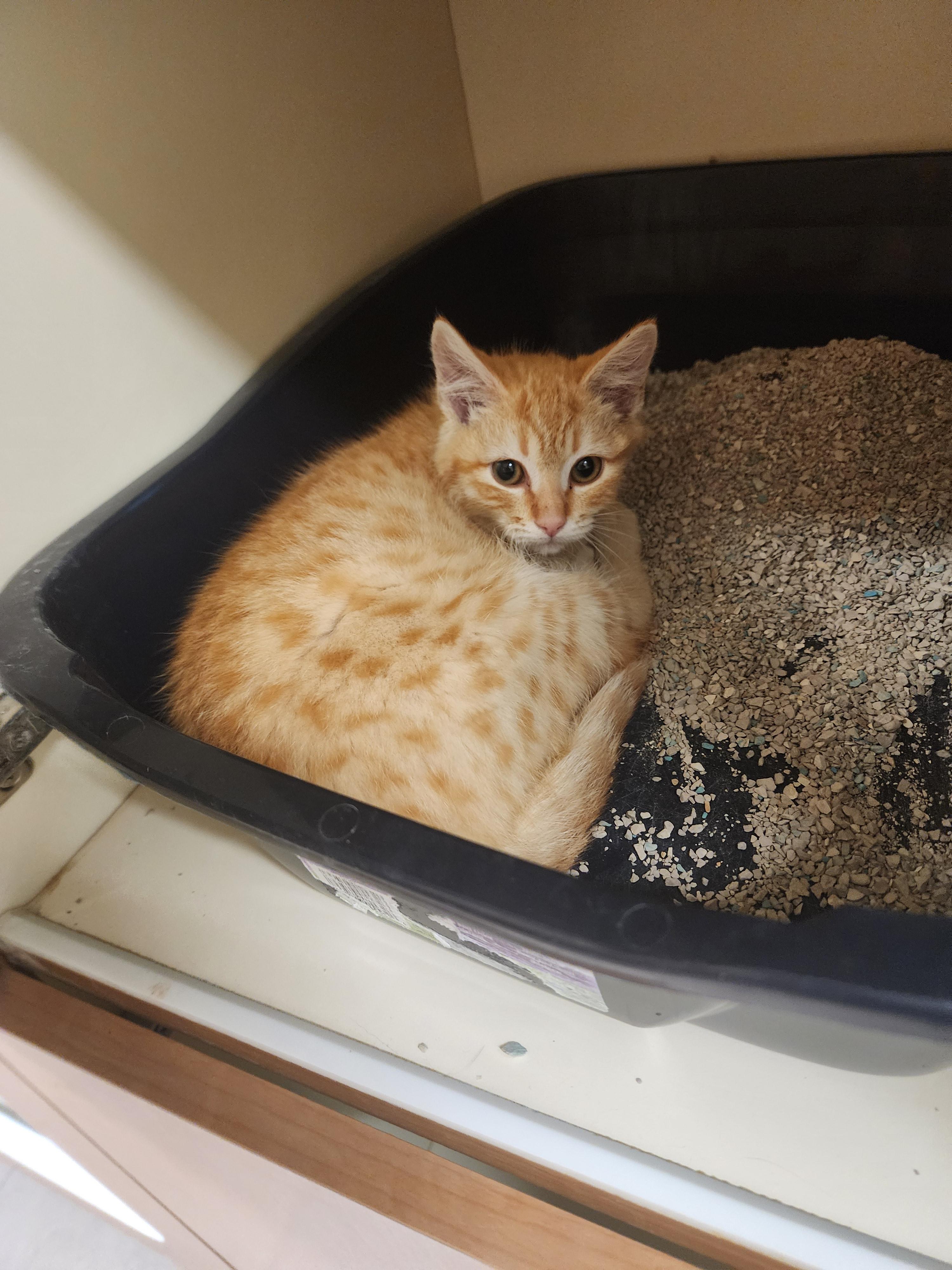 26-23, ADOPTABLE, Kitten Female Domestic Short Hair.