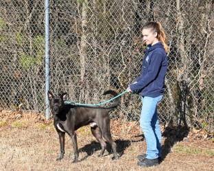 DA 39 Oli, Adoptable, Young Male Labrador Retriever & Shepherd.