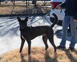 Enlarge DA 39 Oli, a Adoptable mixed breed in Glen Allen, VA image 1/3
