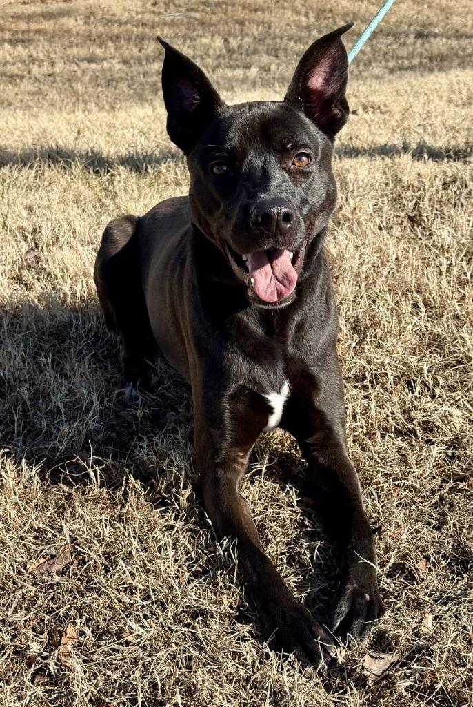 Enlarge DA 39 Oli, a Adoptable mixed breed in Glen Allen, VA image 3/3