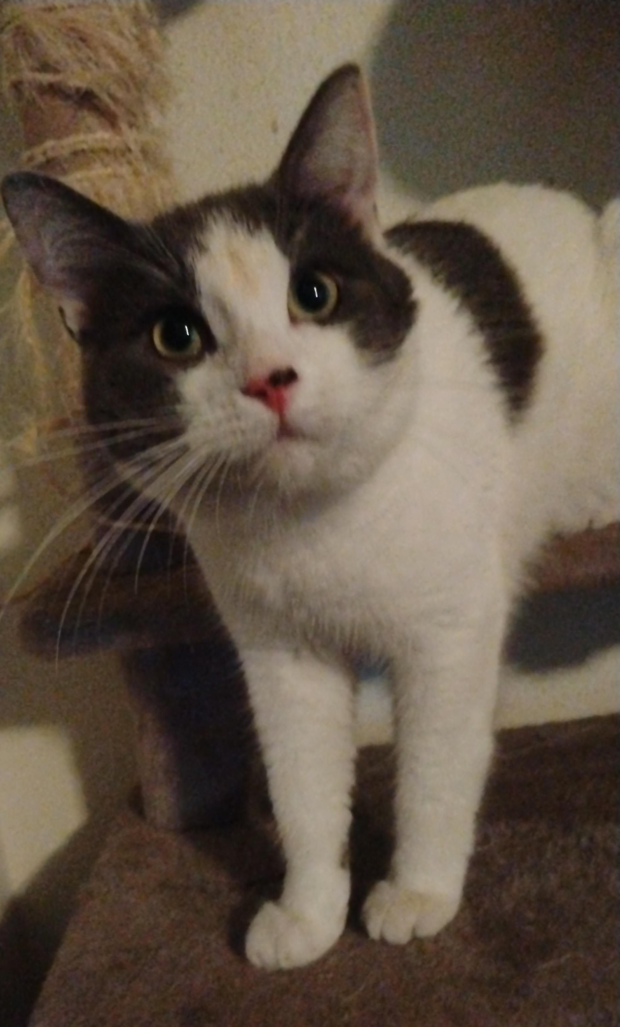 Grayson, an adoptable Domestic Short Hair in Brainerd, MN, 56401 | Photo Image 2