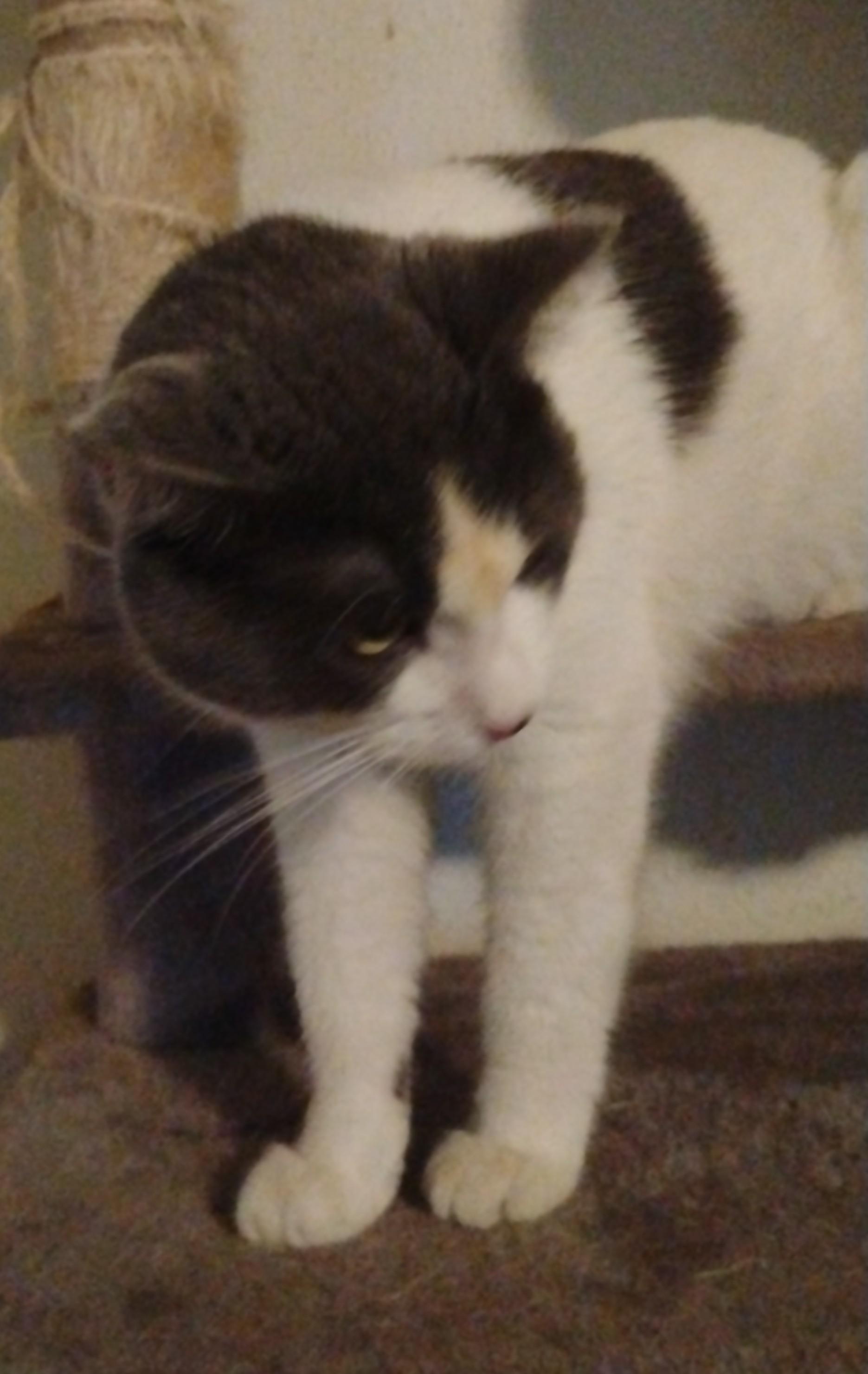 Grayson, an adoptable Domestic Short Hair in Brainerd, MN, 56401 | Photo Image 1