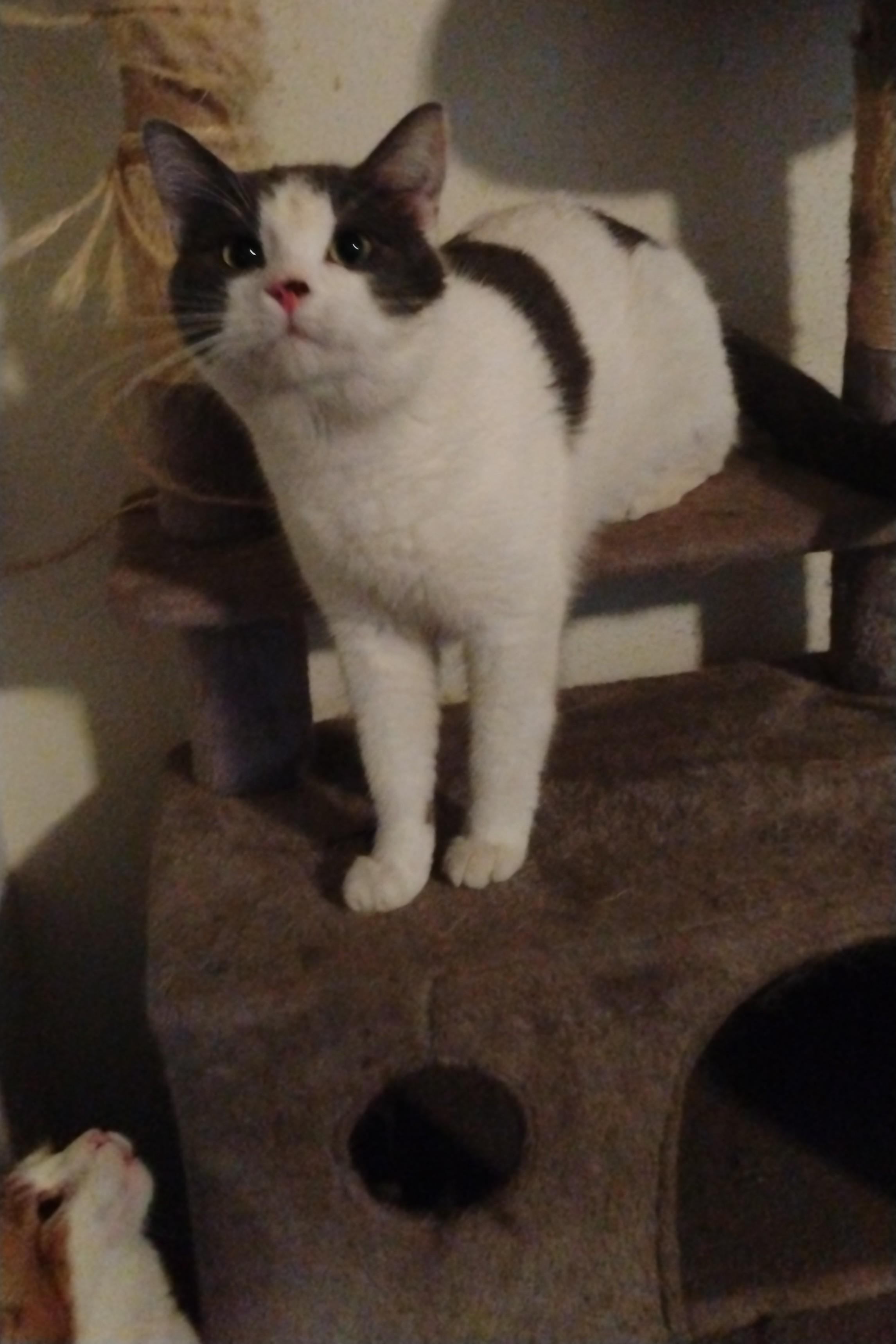 Grayson, an adoptable Domestic Short Hair in Brainerd, MN, 56401 | Photo Image 4