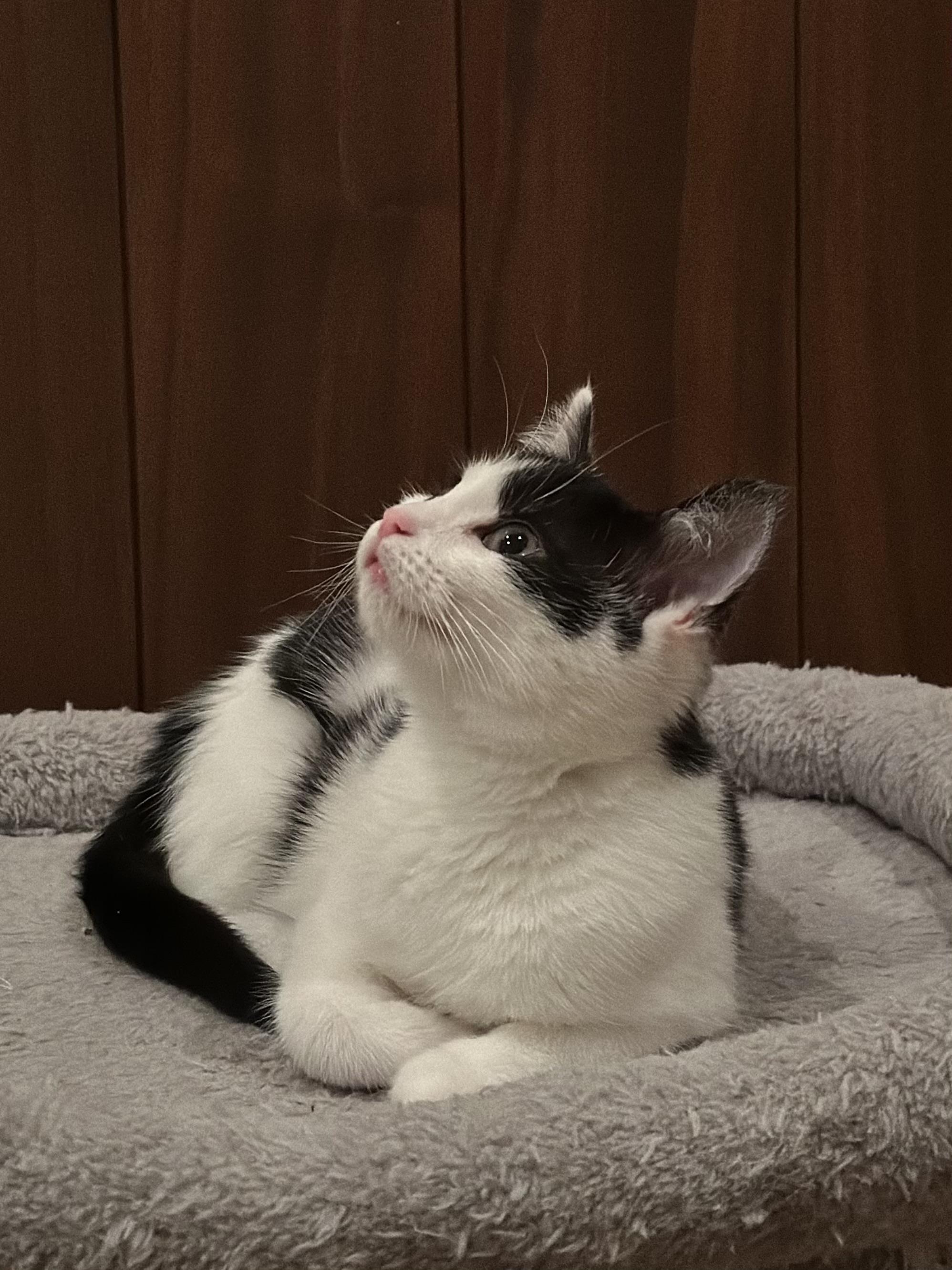 Enlarge Vanessa, a Adoptable Domestic Short Hair in Campbell, CA image 4/6