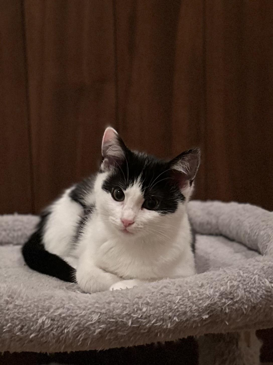 Enlarge Vanessa, a Adoptable Domestic Short Hair in Campbell, CA image 5/6