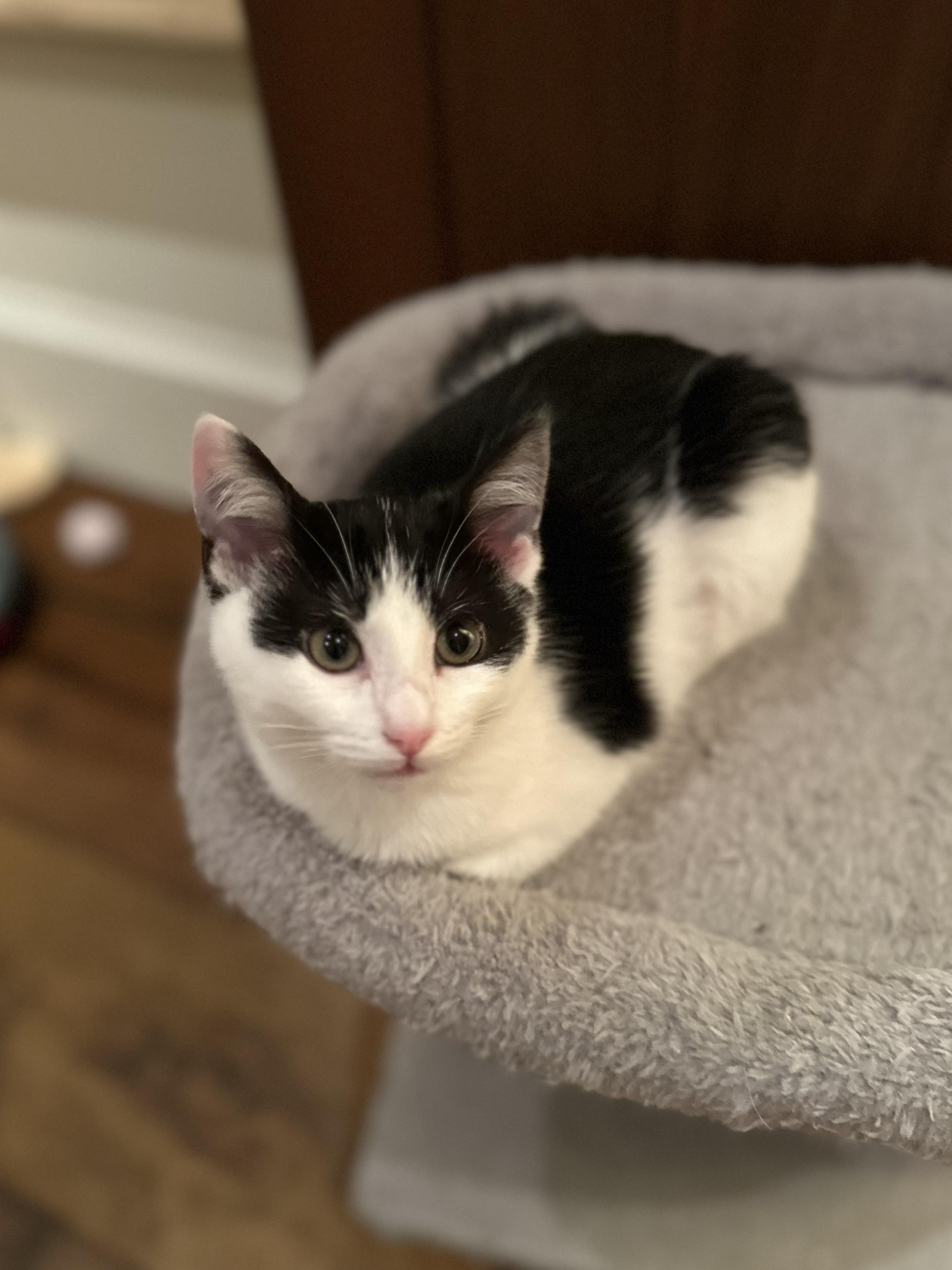 Enlarge Vanessa, a Adoptable Domestic Short Hair in Campbell, CA image 3/6