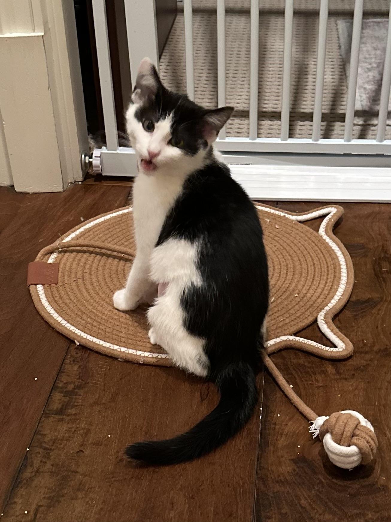 Enlarge Vanessa, a Adoptable Domestic Short Hair in Campbell, CA image 6/6