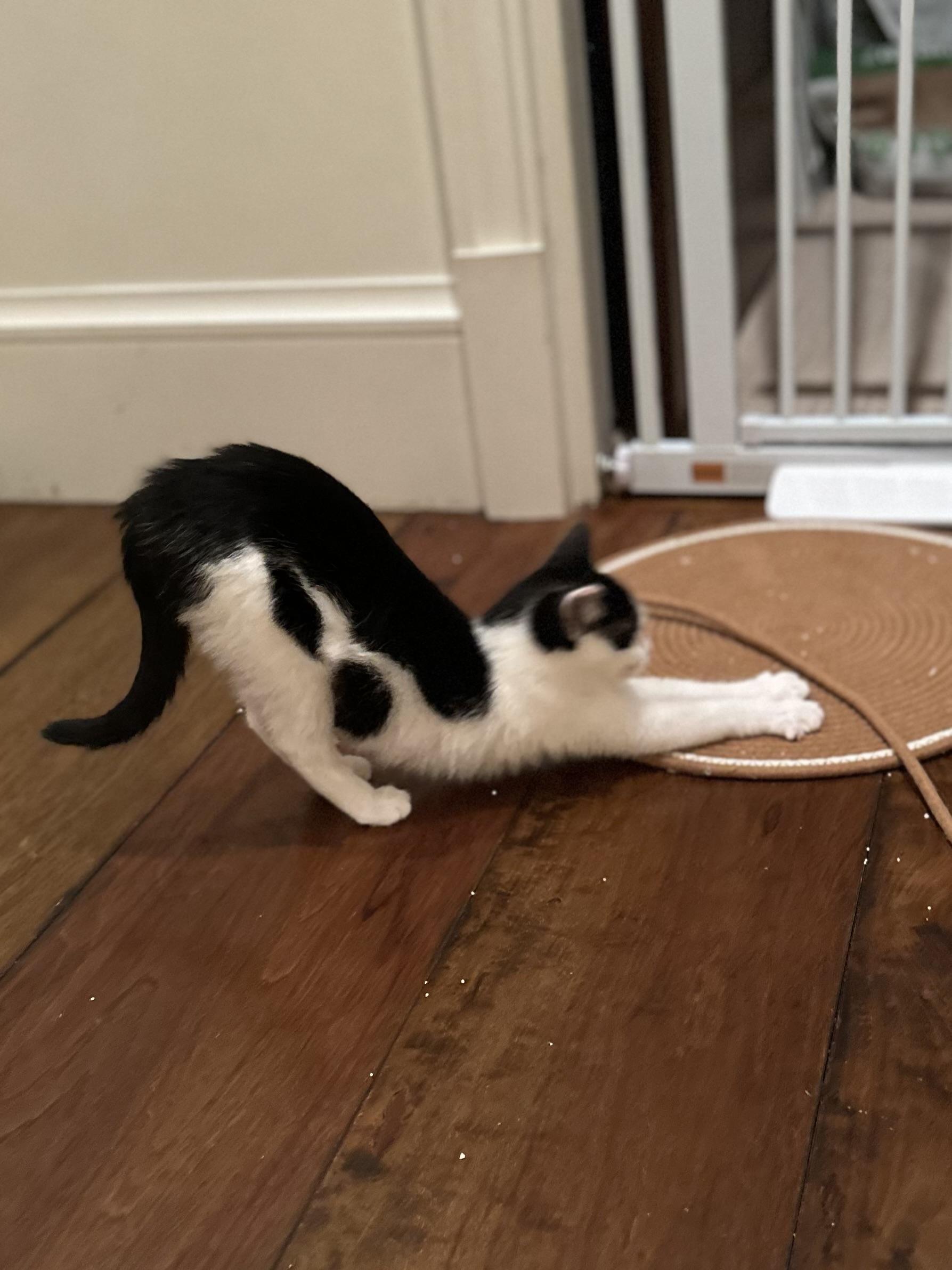 Enlarge Vanessa, a Adoptable Domestic Short Hair in Campbell, CA image 2/6