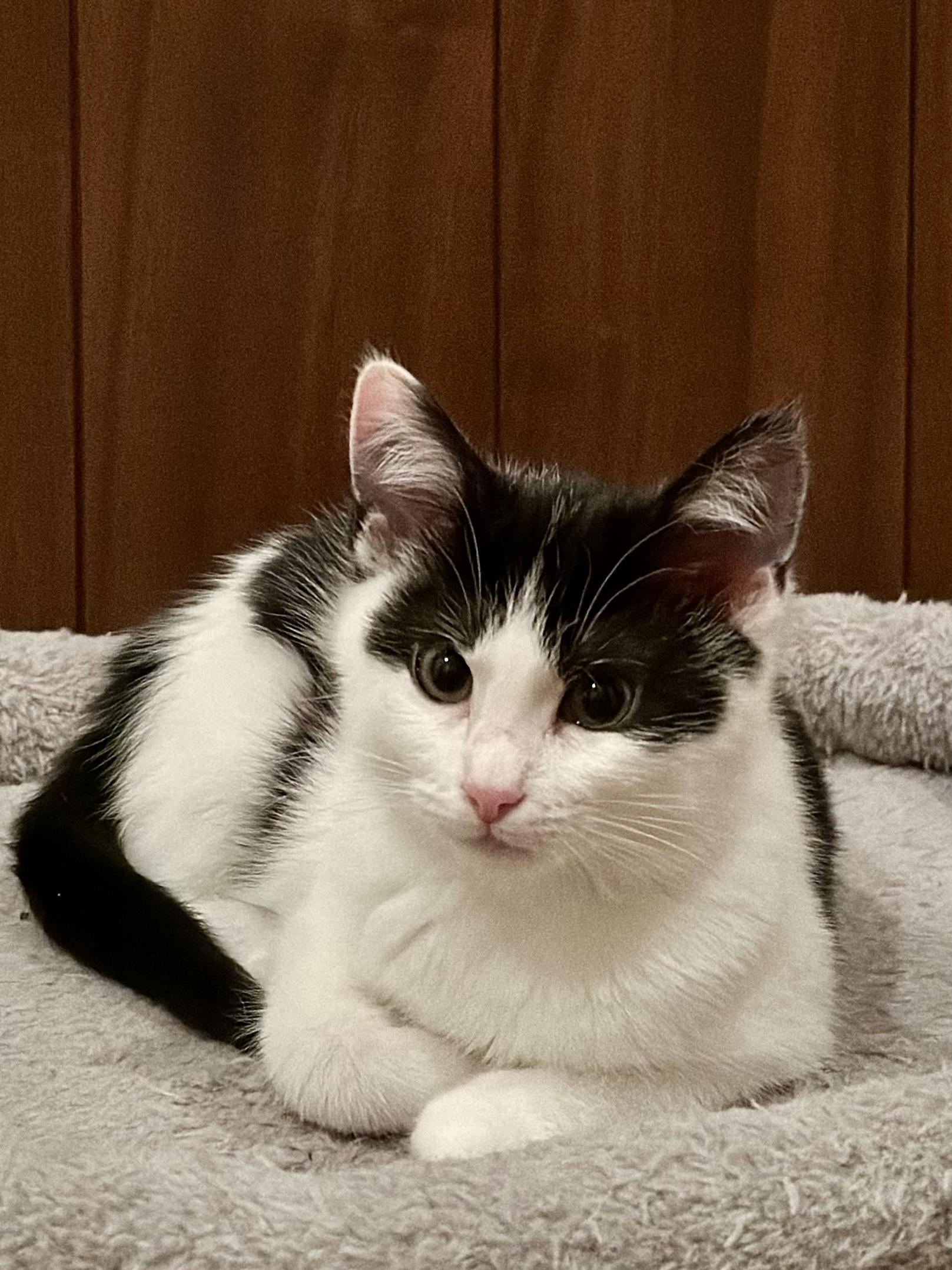 Enlarge Vanessa, a Adoptable Domestic Short Hair in Campbell, CA image 1/6