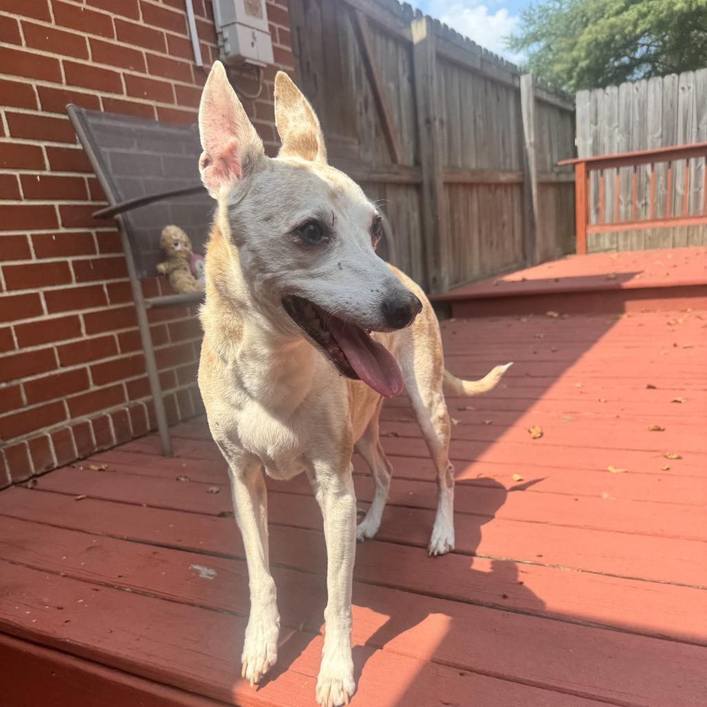 Nike, a Adoptable mixed breed in Glenfield, NY image 1/3