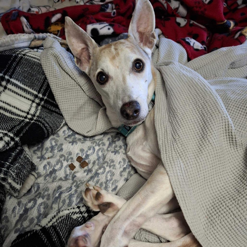 Nike, a Adoptable mixed breed in Glenfield, NY image 2/3