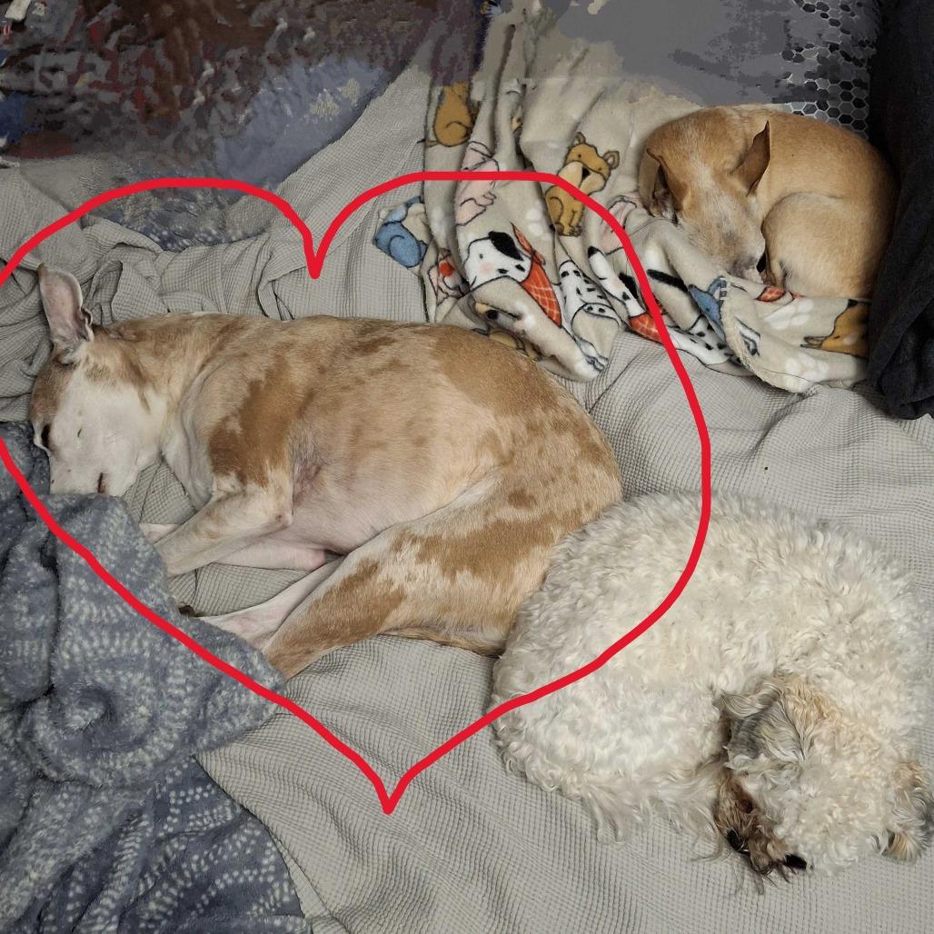 Nike, a Adoptable mixed breed in Glenfield, NY image 3/3