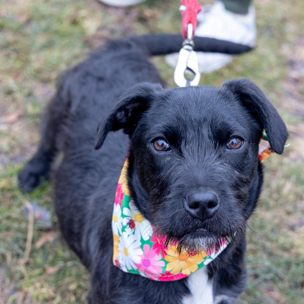 Sprout (Female) , a Adoptable mixed breed in West Grove, PA image 1/5