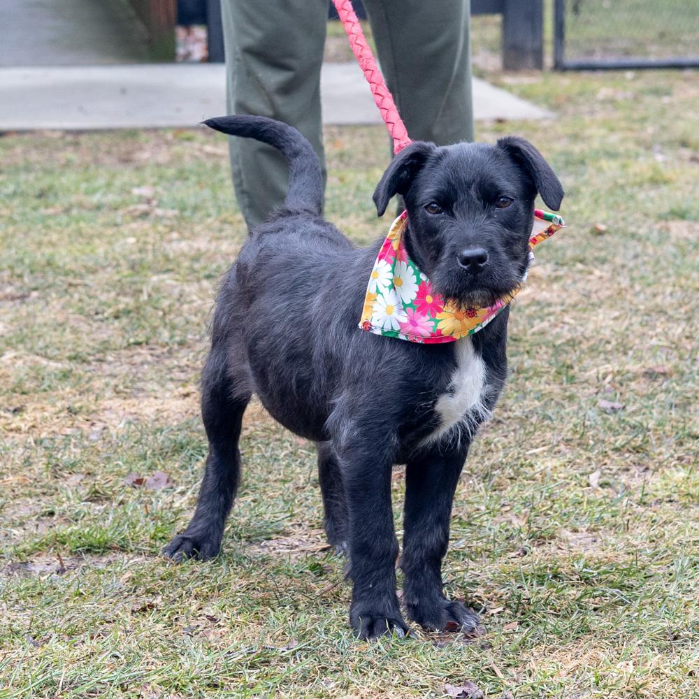 Sprout (Female) , a Adoptable mixed breed in West Grove, PA image 2/5