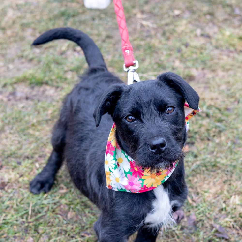 Sprout (Female) , a Adoptable mixed breed in West Grove, PA image 4/5