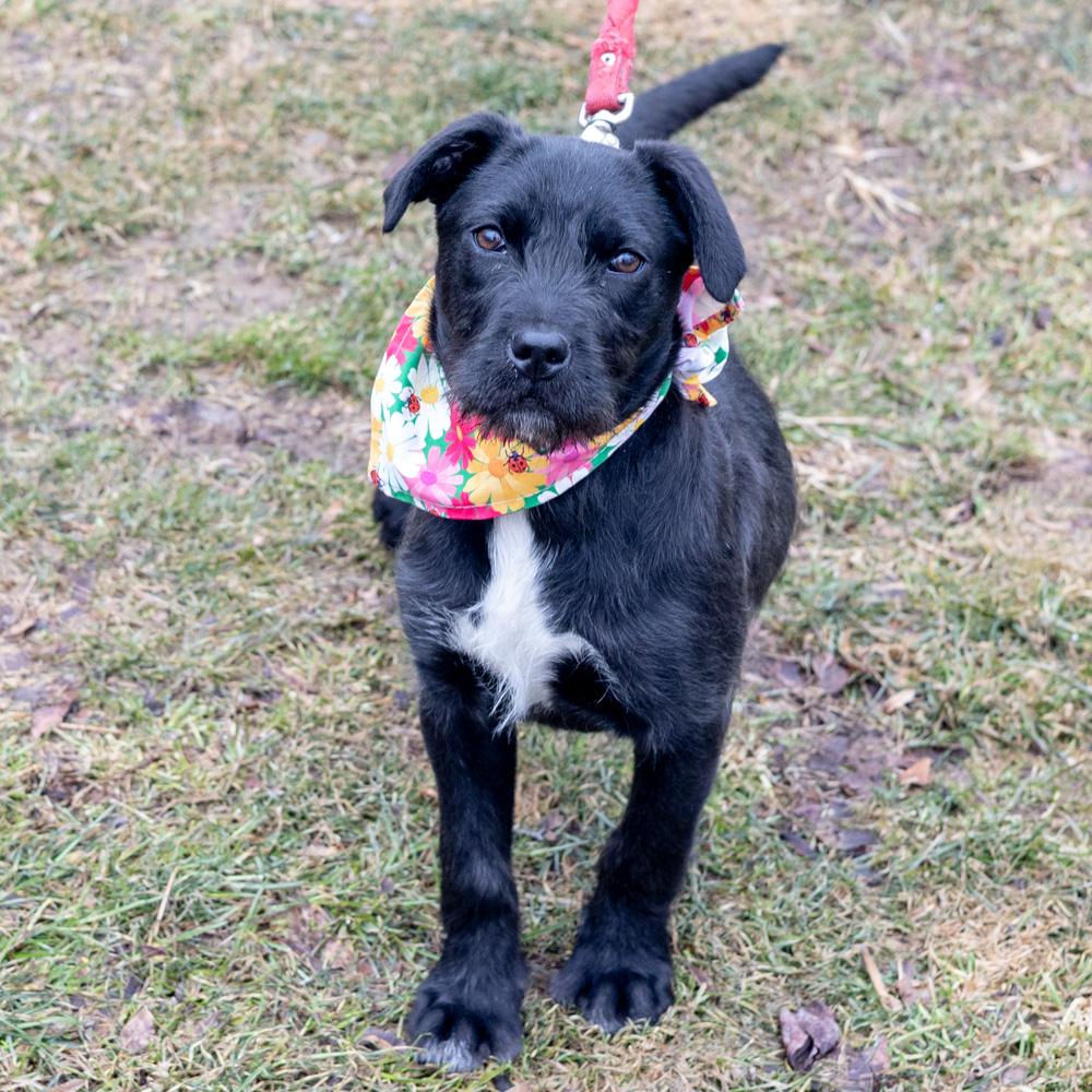 Sprout (Female) , a Adoptable mixed breed in West Grove, PA image 5/5