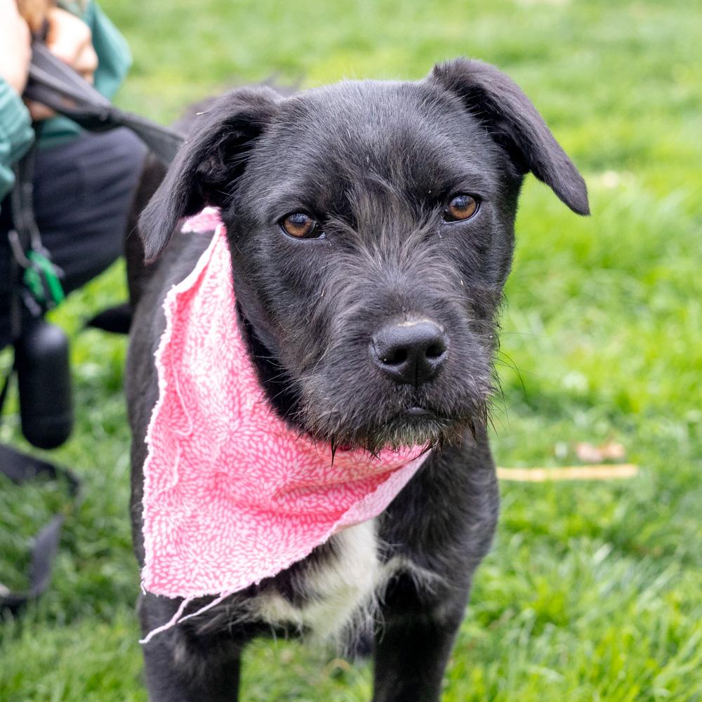 Enlarge Sprout  (Female)    , a Adoptable mixed breed in West Grove, PA image 1/6