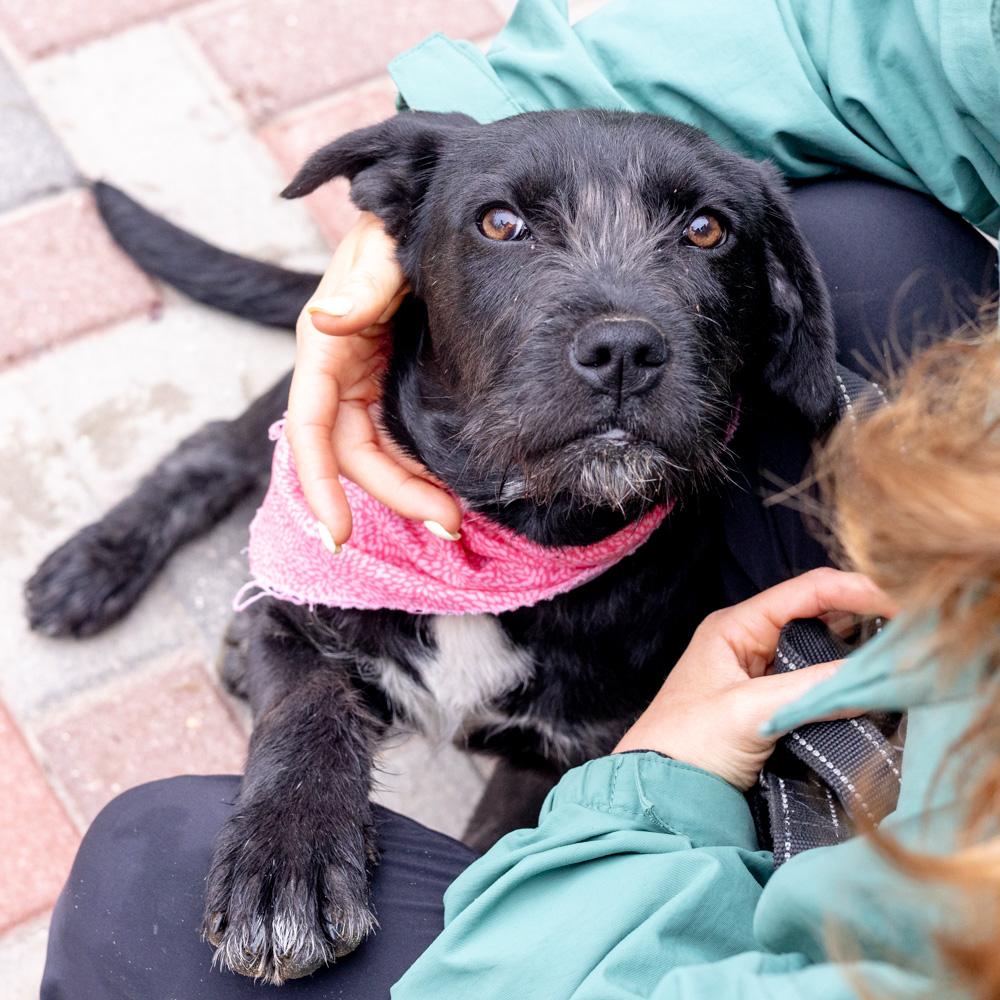 Enlarge Sprout  (Female)    , a Adoptable mixed breed in West Grove, PA image 3/6
